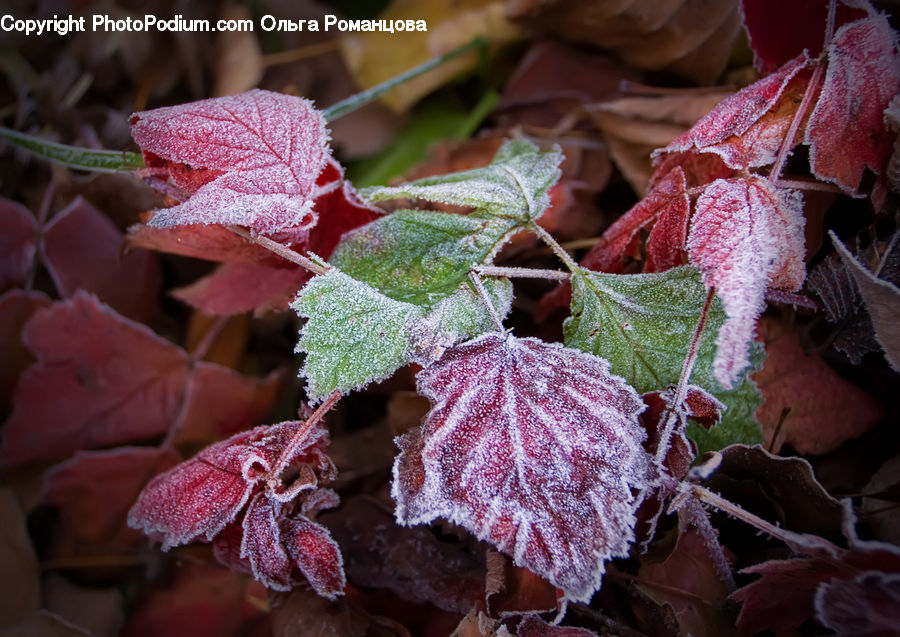 Frost, Ice, Outdoors, Snow, Ivy, Plant, Vine