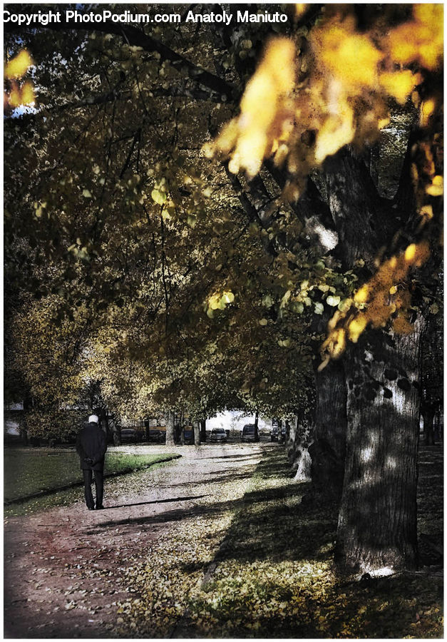 Asphalt, Tarmac, Plant, Tree, Cushion, Home Decor, Pillow