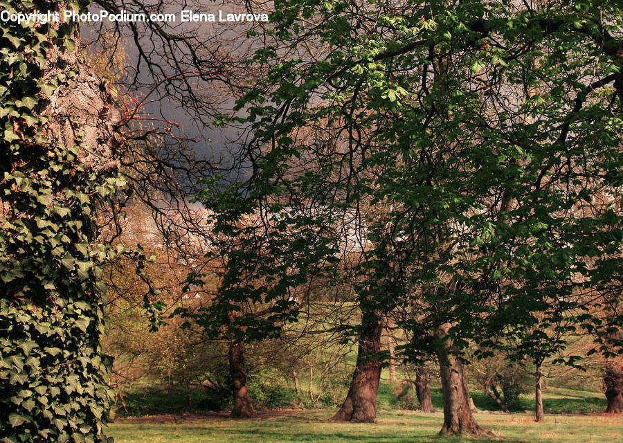 Oak, Tree, Wood, Birch, Forest, Vegetation, Conifer