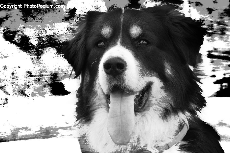 Animal, Canine, Collie, Dog, Mammal, Pet, Hole