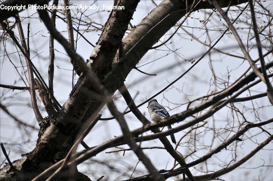 Birch, Tree, Wood, Bird, Buzzard, Harrier, Hawk