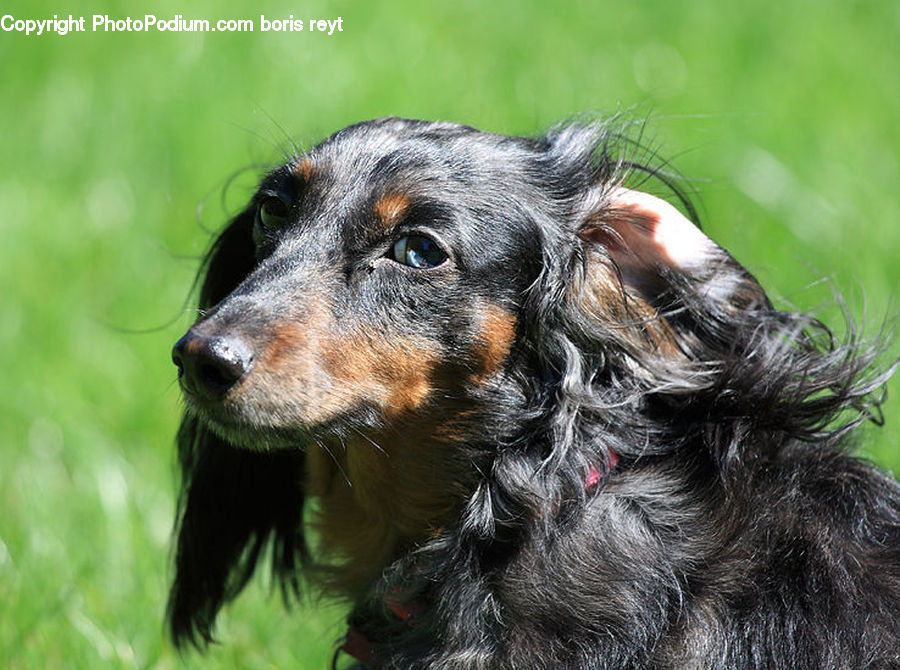 Animal, Canine, Cocker Spaniel, Dog, Mammal, Pet, Spaniel