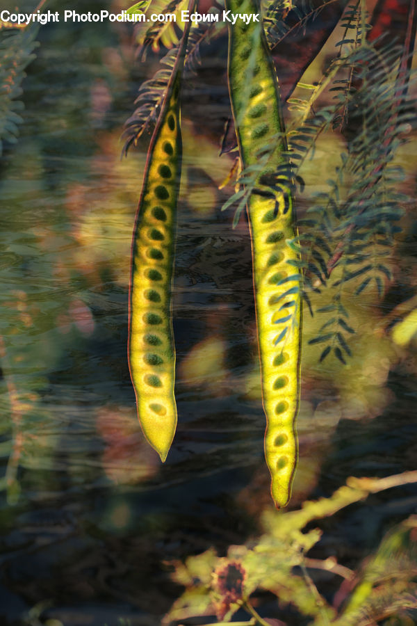 Eel, Fish, Sea Life, Blossom, Flora, Flower, Plant