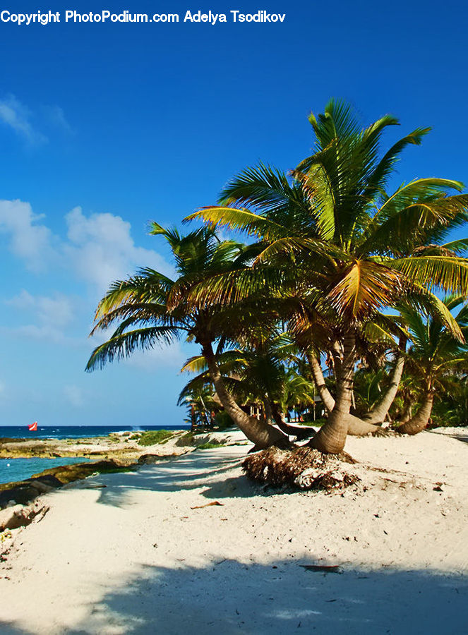 Palm Tree, Plant, Tree, Beach, Coast, Outdoors, Sea