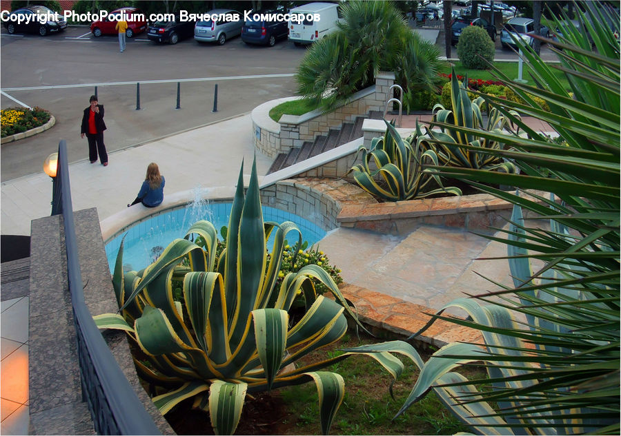 Aloe, Plant, Potted Plant, Fountain, Water, Cactus, Bench