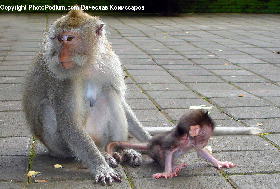 Animal, Mammal, Monkey, Baboon, Asphalt, Tarmac