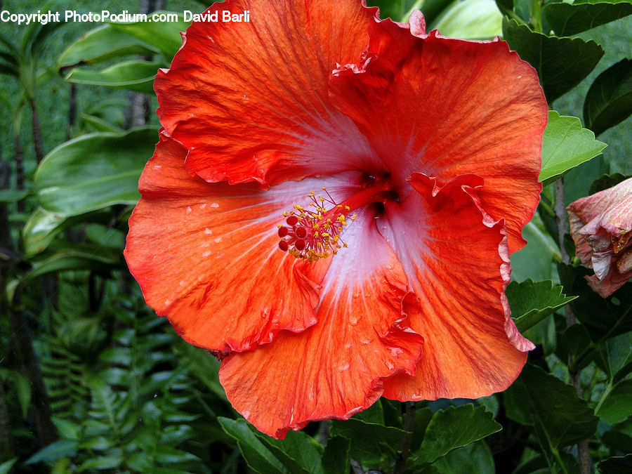 Flora, Flower, Hibiscus, Plant, Poppy, Gladiolus, Acanthaceae
