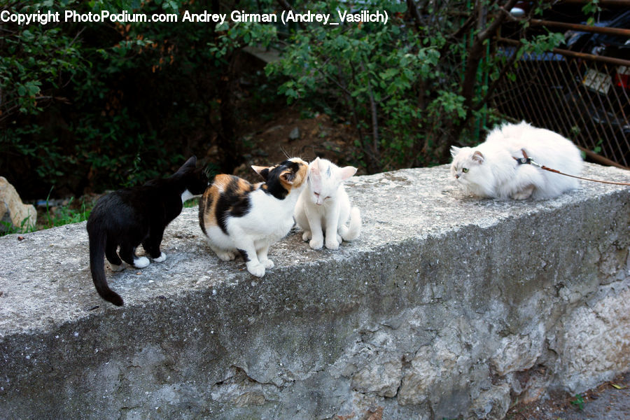 Animal, Arctic Fox, Canine, Fox, Mammal, Bear, Black Bear