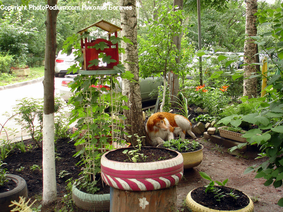 Plant, Potted Plant, Pot, Pottery, Garden, Animal, Canine