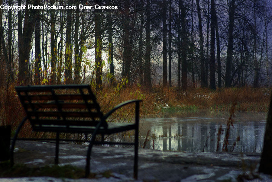 Bench, Park Bench, Chair, Furniture, Forest, Vegetation, Boardwalk