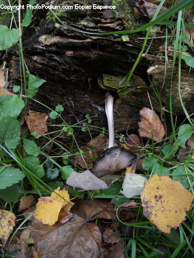 Agaric, Amanita, Fungus, Mushroom, Plant, Potted Plant, Vine