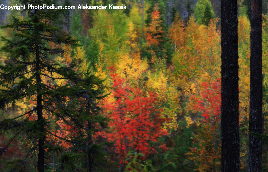 Conifer, Fir, Plant, Tree, Forest, Vegetation, Maple