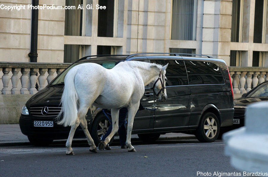 Automobile, Car, Vehicle, Caravan, Van, Architecture, Animal