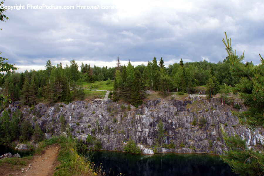 Conifer, Fir, Plant, Tree, Moss, Pine, Spruce