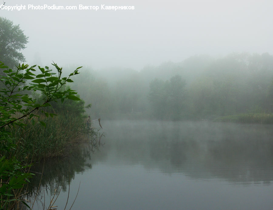 Fog, Mist, Outdoors, Pond, Water, Plant, Bush