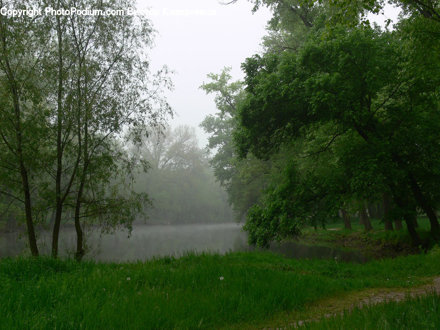 Fog, Mist, Outdoors, Fence, Hedge, Plant, Field