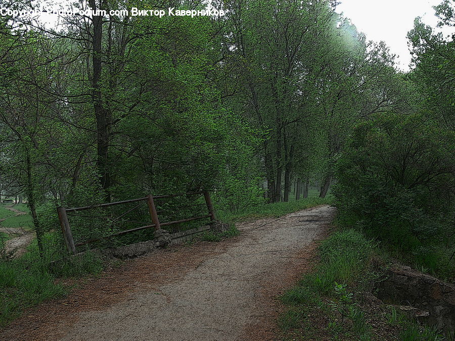 Dirt Road, Gravel, Road, Forest, Vegetation, Path, Walkway
