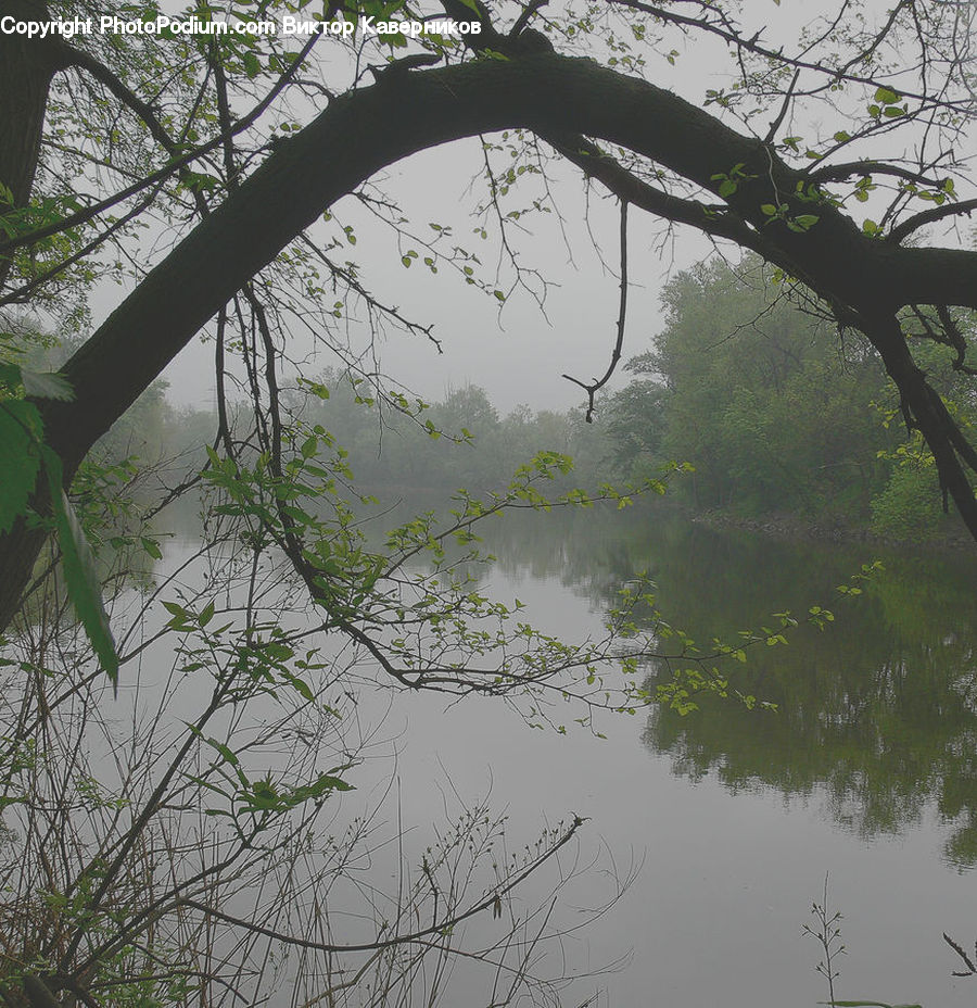 Plant, Tree, Oak, Wood, Land, Marsh, Pond