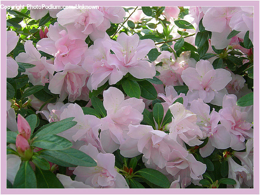 Blossom, Flora, Flower, Plant, Geranium, Gladiolus, Flower Arrangement