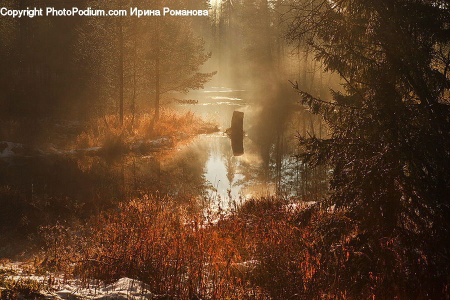 Fog, Forest, Vegetation, Field, Grass, Grassland, Plant