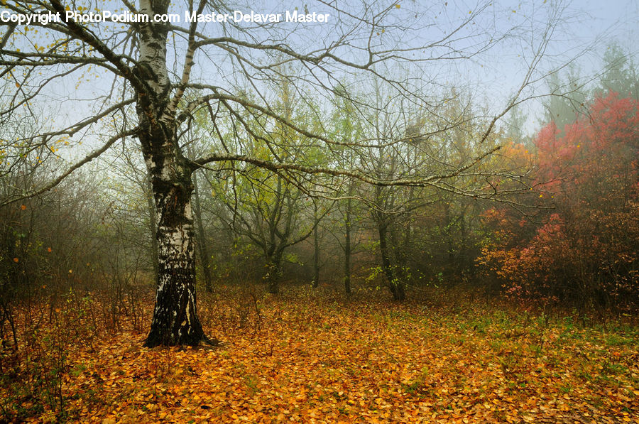 Tree Trunk, Forest, Grove, Land, Vegetation, Plant, Tree