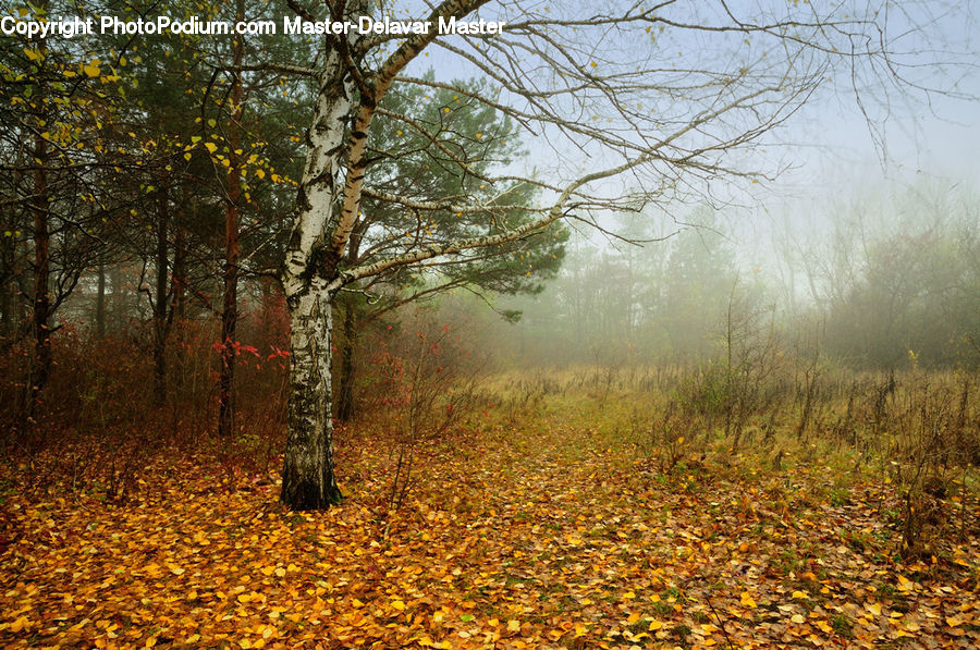 Fog, Mist, Outdoors, Dirt Road, Gravel, Road, Forest