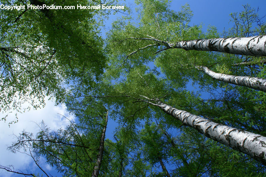 Birch, Tree, Wood, Forest, Vegetation, Conifer, Fir