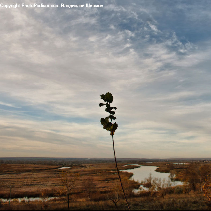 Field, Grass, Grassland, Land, Outdoors, Marsh, Pond