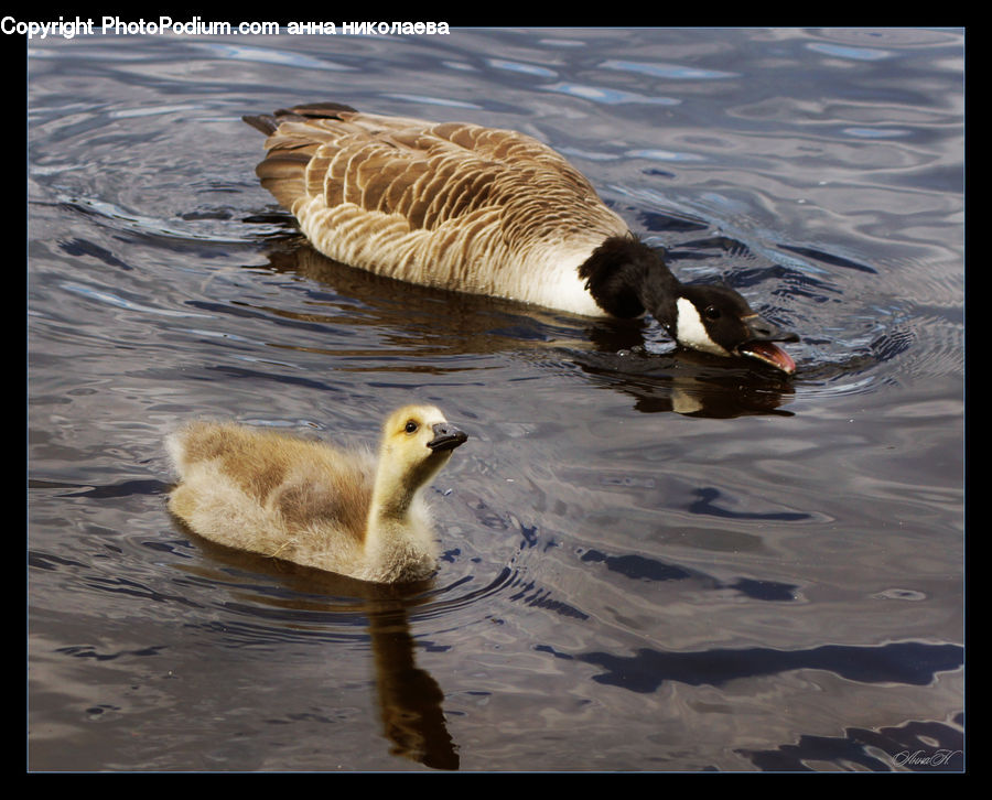 Bird, Goose, Waterfowl, Beak, Duck, Teal, Penguin