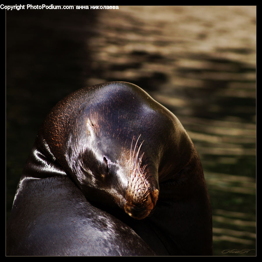 Animal, Mammal, Sea Life, Sea Lion, Seal