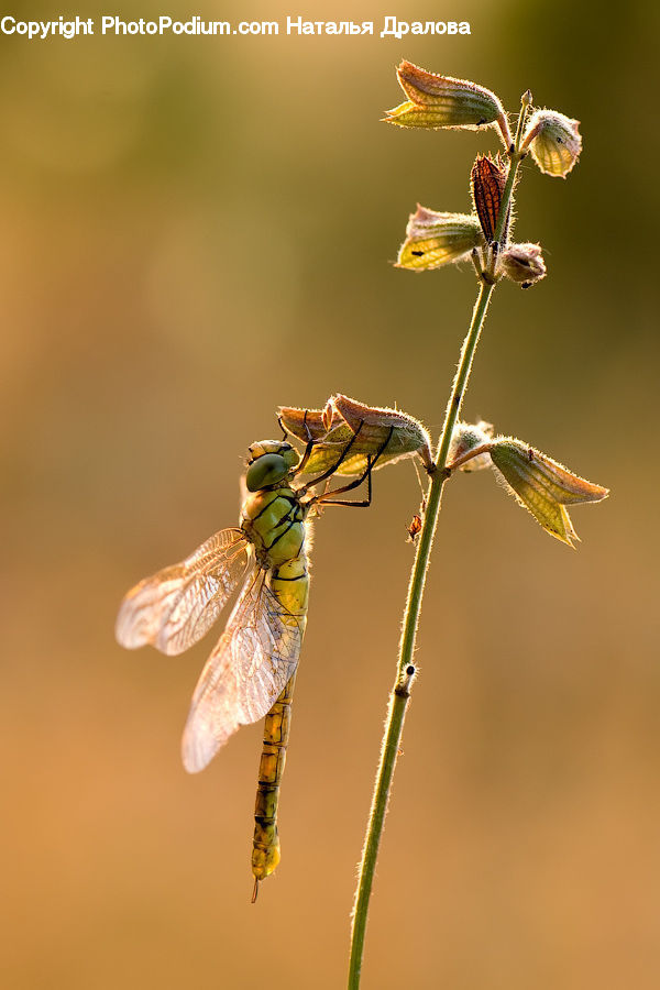 Anisoptera, Dragonfly, Insect, Invertebrate, Blossom, Flora, Flower