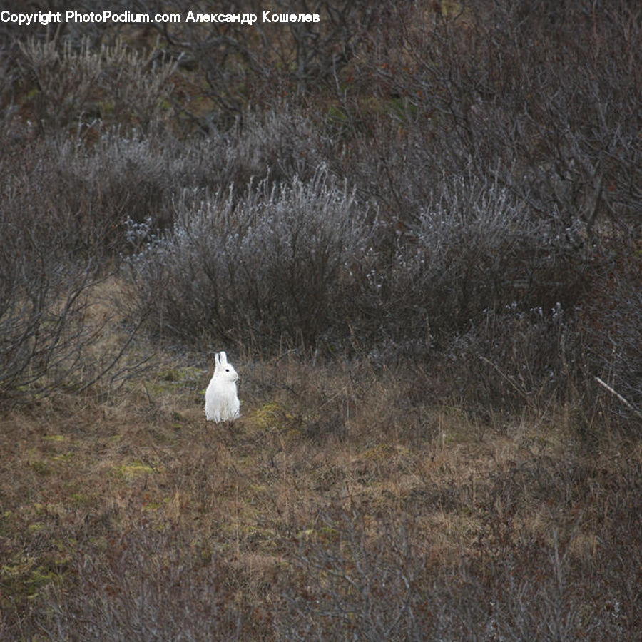 Bird, Grouse, Ptarmigan, Crane Bird, Heron, Field, Grass