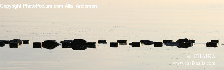 Beach, Coast, Outdoors, Sea, Water, Animal, Bison