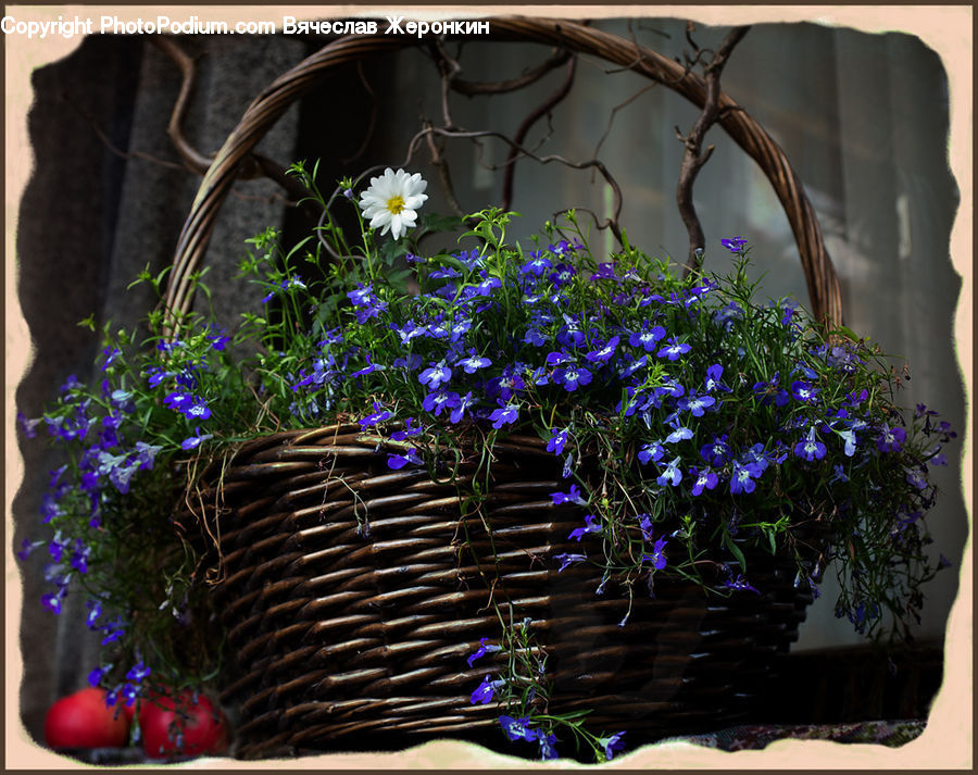 Plant, Potted Plant, Pot, Pottery, Flower, Flower Arrangement, Flower Bouquet