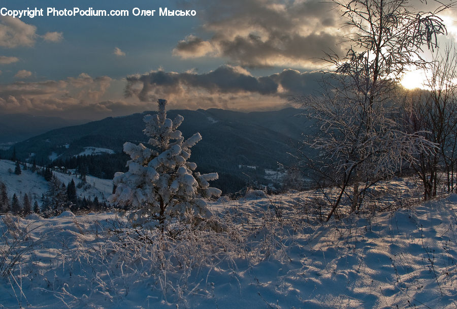 Frost, Ice, Outdoors, Snow, Conifer, Fir, Plant