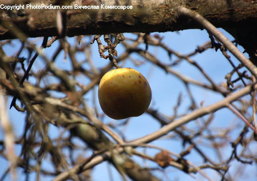 Fruit, Nut, Seed, Walnut, Cherry, Citrus Fruit, Grapefruit