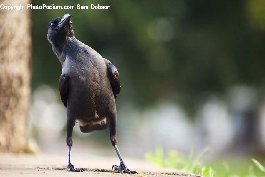 Bird, Blackbird, Crow, Buzzard, Harrier, Hawk, Vulture