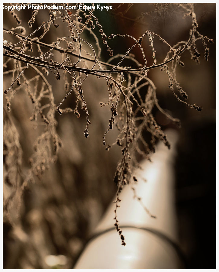 Conifer, Fir, Plant, Tree, Birch, Wood, Blossom