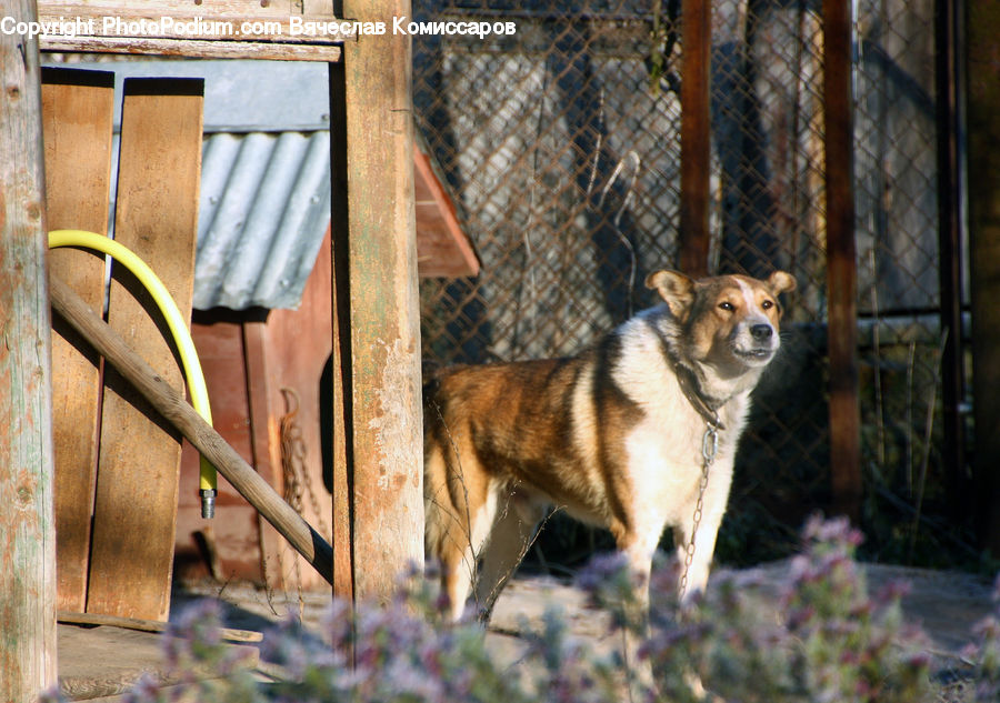 Animal, Canine, Collie, Dog, Mammal, Pet, Husky