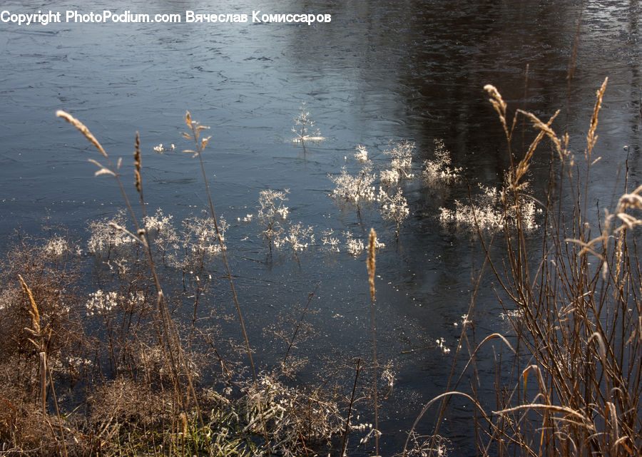 Grass, Plant, Reed, Field, Grassland, Land, Marsh