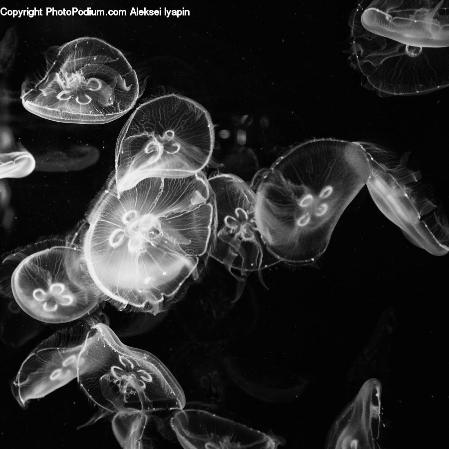 Invertebrate, Jellyfish, Sea Life, Alien, Smoke, Nebula, Outer Space