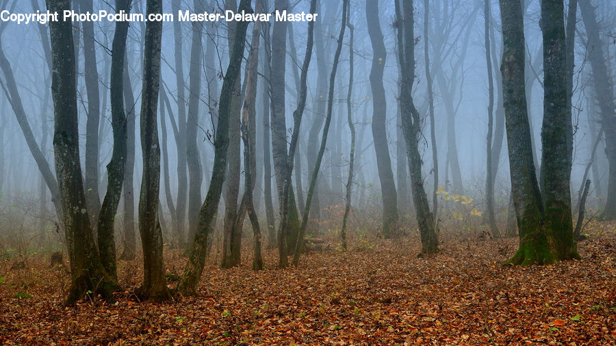 Forest, Vegetation, Grove, Land, Fog, Mist, Outdoors