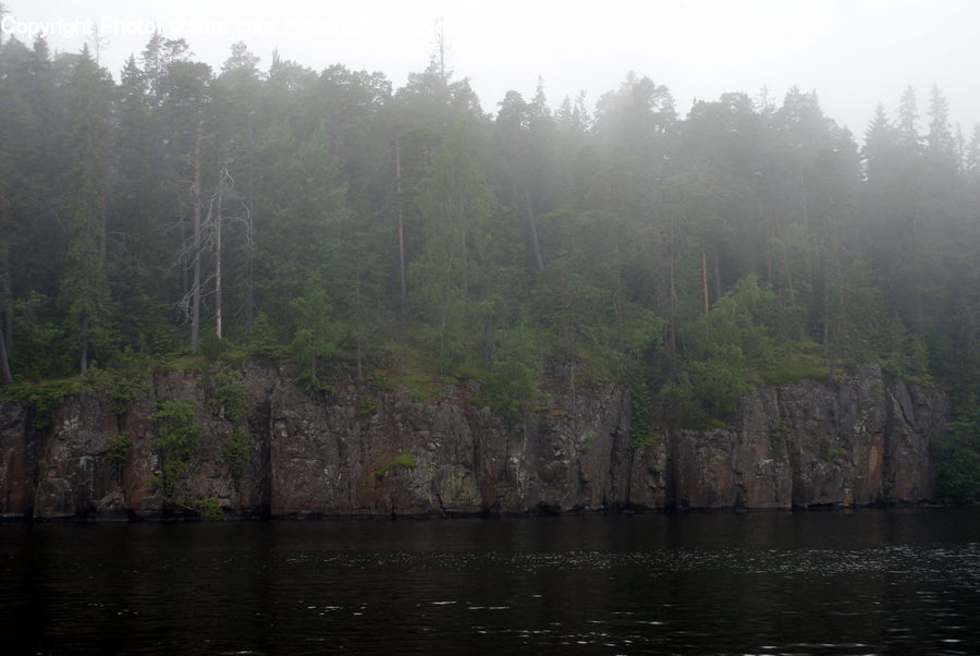 Land, Marsh, Outdoors, Swamp, Water, Forest, Vegetation