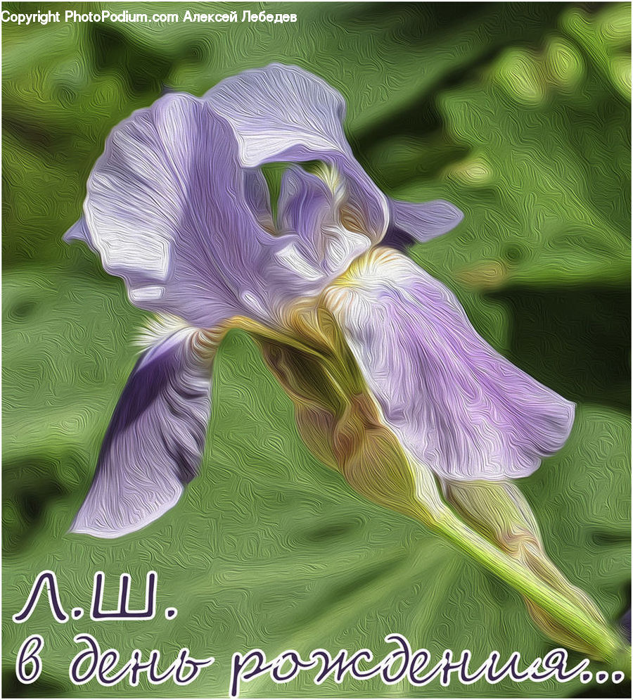 Flora, Flower, Iris, Plant, Blossom, Geranium, Crocus