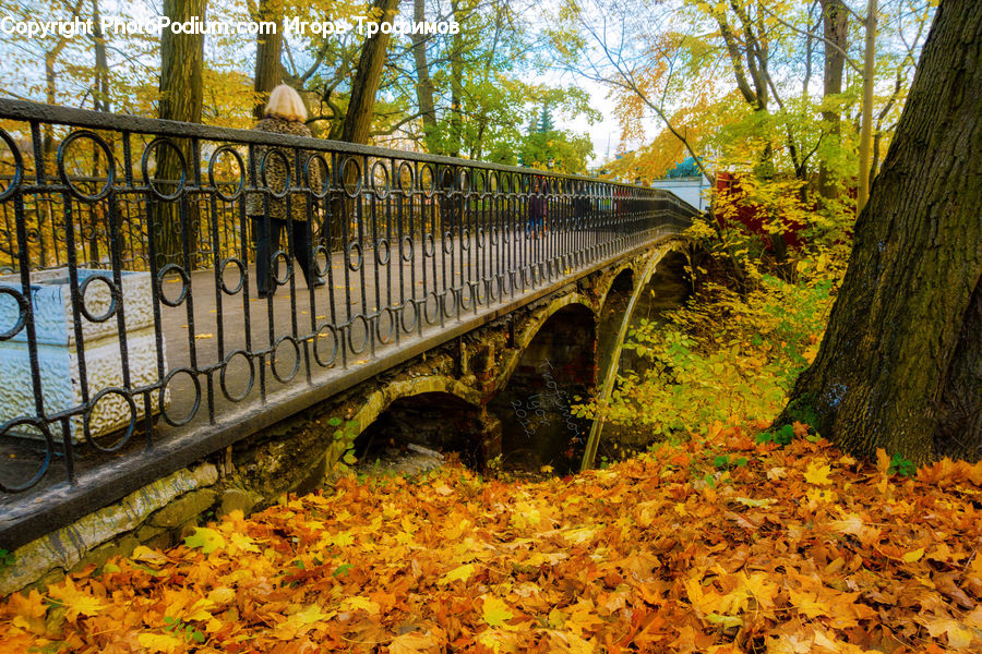 Boardwalk, Deck, Path, Sidewalk, Walkway, Forest, Vegetation