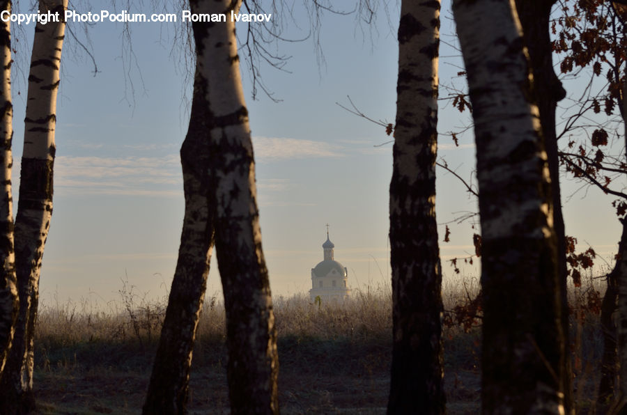 Birch, Tree, Wood, People, Person, Human, Plant