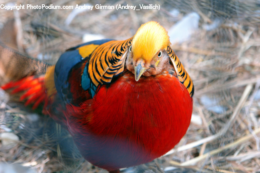 Bird, Macaw, Parrot, Beak, Duck, Teal, Waterfowl