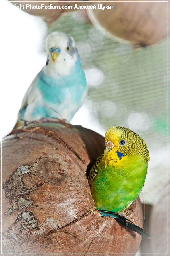 Bird, Parakeet, Parrot, Beak, Macaw