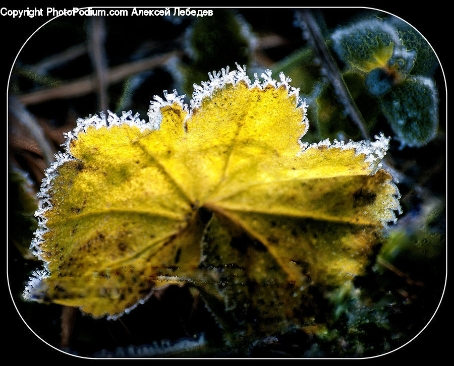 Flower, Mimosa, Plant, Blossom, Flora, Maple, Maple Leaf