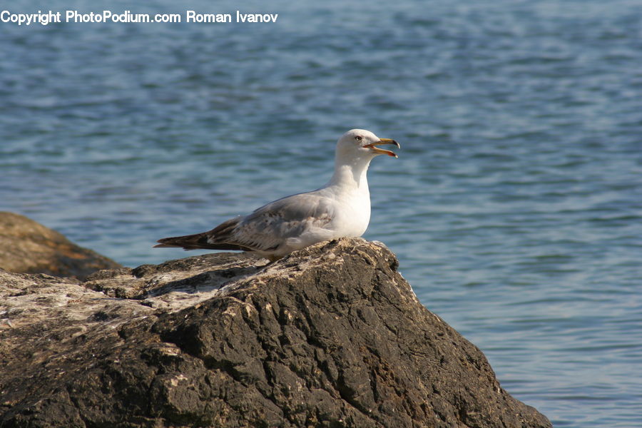 Bird, Seagull, Albatross, Booby